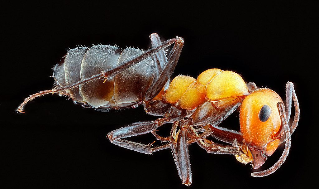 Ant Control service in Lincoln, CA