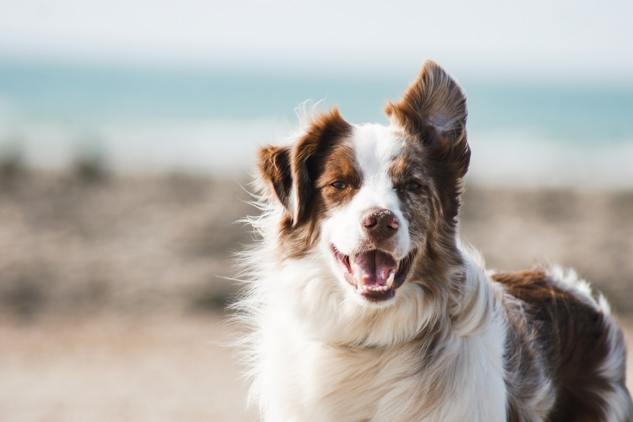 Flea & Tick Control service in Lincoln, CA