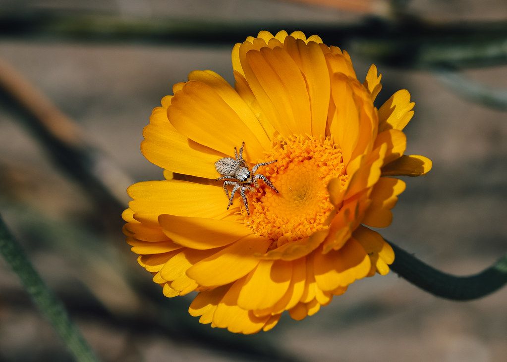 Spider Control service in Lincoln, CA